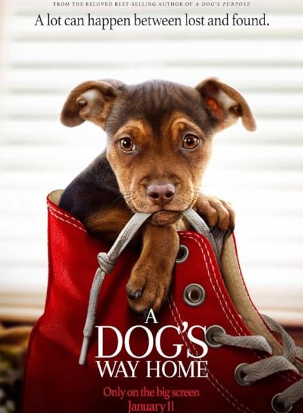 دانلود فیلم A Dog’s Way Home